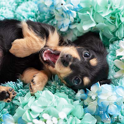 PICTWANカレンダー 9月