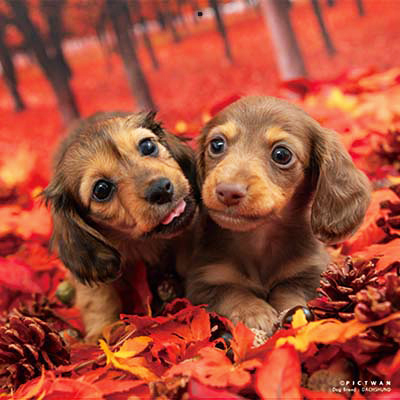 PICTWANカレンダー 10月