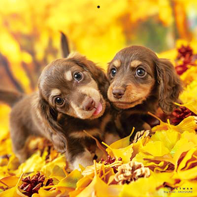 PICTWANカレンダー 11月