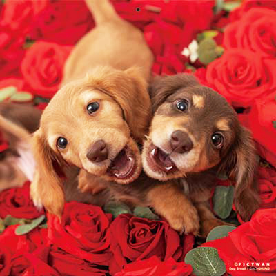 PICTWANカレンダー 12月