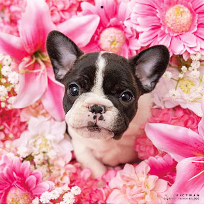 PICTWANカレンダー 1月