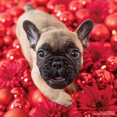 PICTWANカレンダー 2月