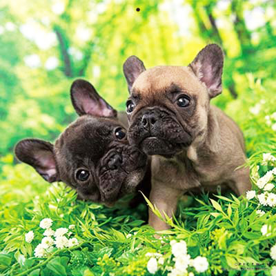 PICTWANカレンダー 3月