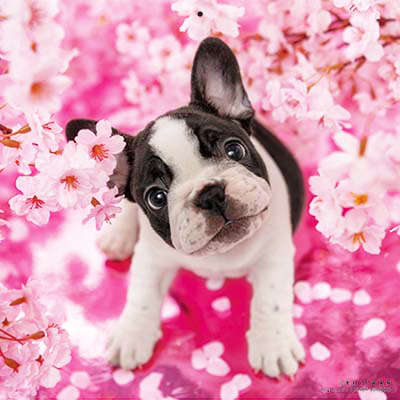 PICTWANカレンダー 4月