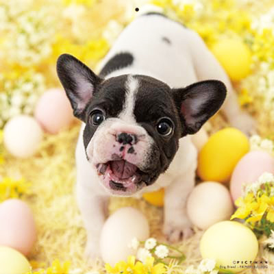 PICTWANカレンダー 5月