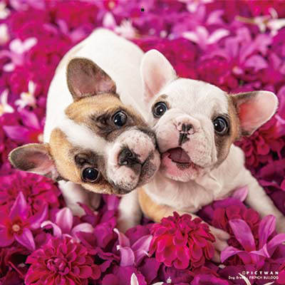 PICTWANカレンダー 6月