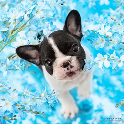 PICTWANカレンダー 7月