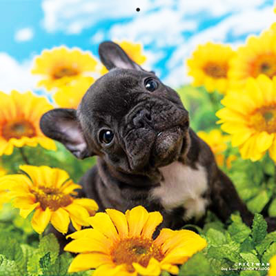 PICTWANカレンダー 8月