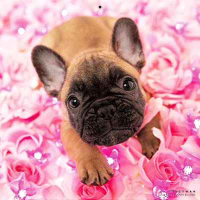 PICTWANカレンダー 9月