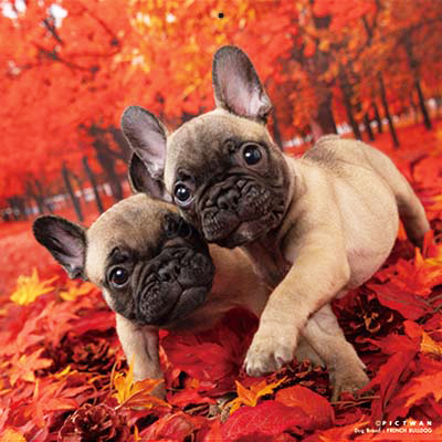 PICTWANカレンダー 10月