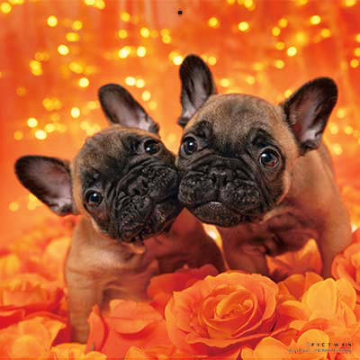 PICTWANカレンダー 11月