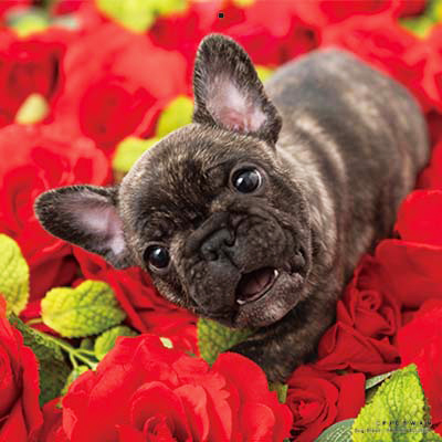 PICTWANカレンダー 12月