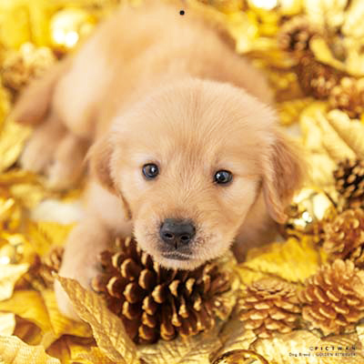 PICTWANカレンダー 1月