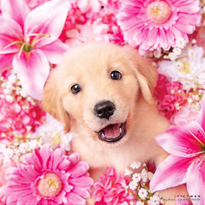 PICTWANカレンダー 2月