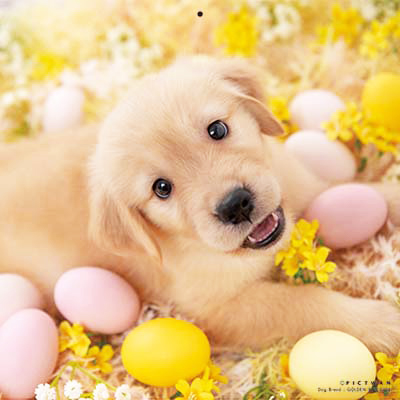 PICTWANカレンダー 3月