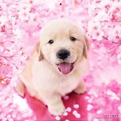 PICTWANカレンダー 4月