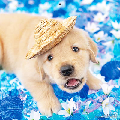 PICTWANカレンダー 5月