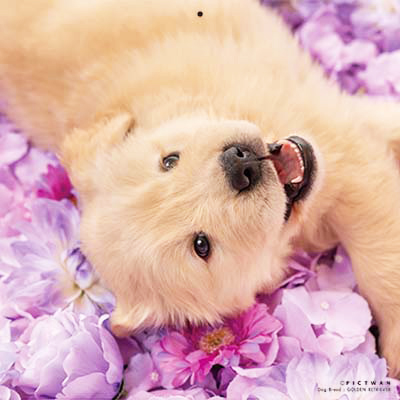 PICTWANカレンダー 6月