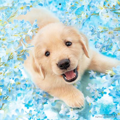 PICTWANカレンダー 7月