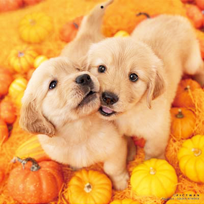 PICTWANカレンダー 8月