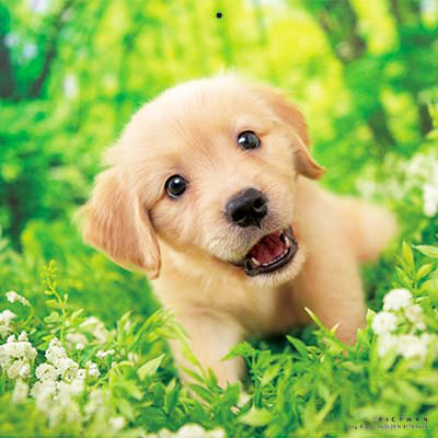 PICTWANカレンダー 9月