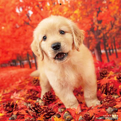 PICTWANカレンダー 10月