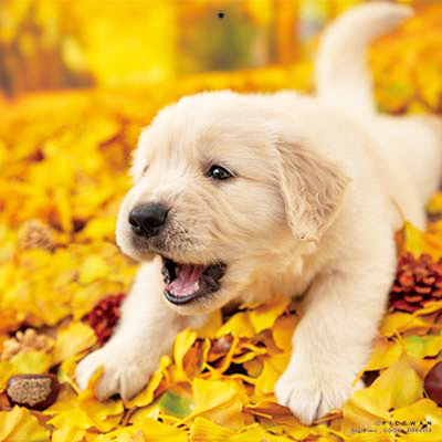 PICTWANカレンダー 11月