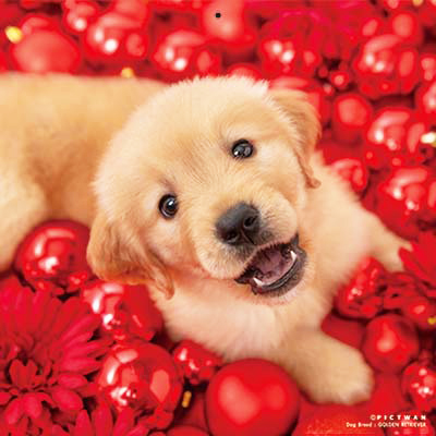 PICTWANカレンダー 12月