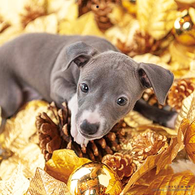 PICTWANカレンダー 1月