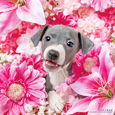 PICTWANカレンダー 2月