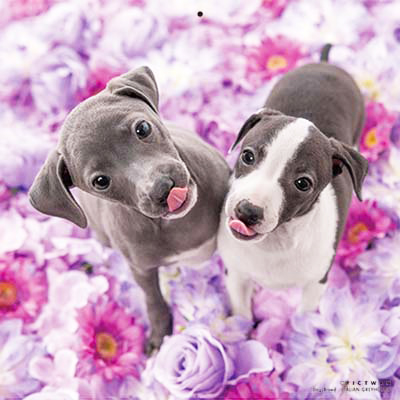 PICTWANカレンダー 3月