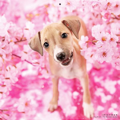 PICTWANカレンダー 4月