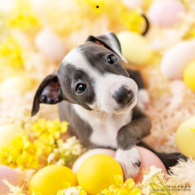 PICTWANカレンダー 5月