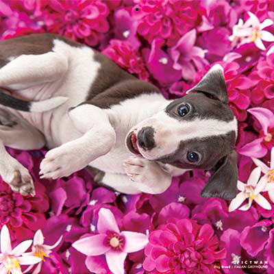 PICTWANカレンダー 6月