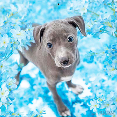 PICTWANカレンダー 7月