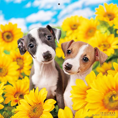 PICTWANカレンダー 8月