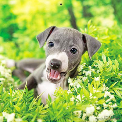 PICTWANカレンダー 9月