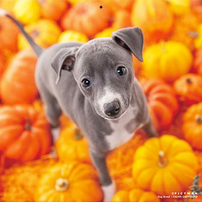 PICTWANカレンダー 10月