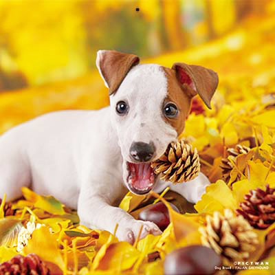 PICTWANカレンダー 11月