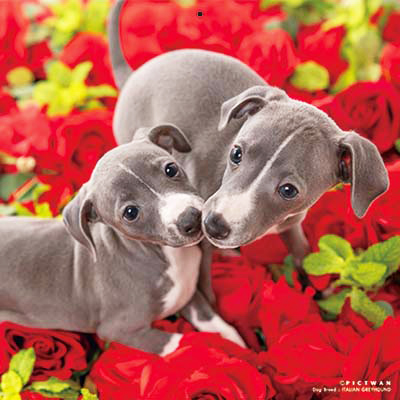 PICTWANカレンダー 12月