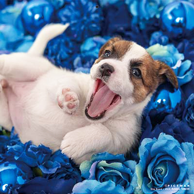 PICTWANカレンダー 1月