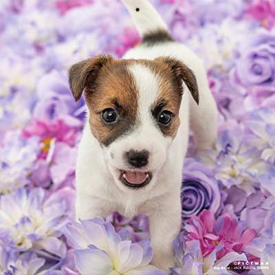 PICTWANカレンダー 2月