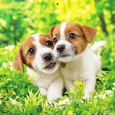 PICTWANカレンダー 3月