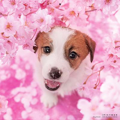 PICTWANカレンダー 4月