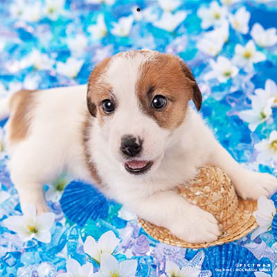 PICTWANカレンダー 5月