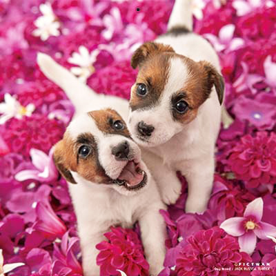 PICTWANカレンダー 6月