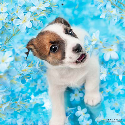 PICTWANカレンダー 7月