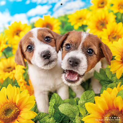 PICTWANカレンダー 8月