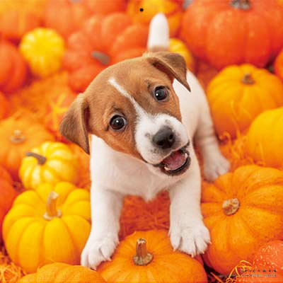 PICTWANカレンダー 9月