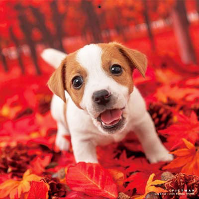 PICTWANカレンダー 10月